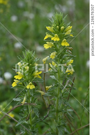 Yellow flowers of Artemisia umbellata blooming in the meadow 126676307