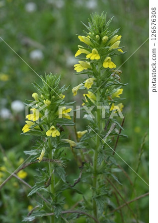Yellow flowers of Artemisia umbellata blooming in the meadow 126676308
