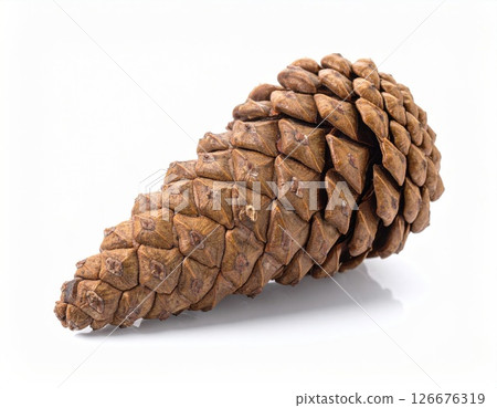 Natural Brown Pine Cone with Layered Scales Natural Brown Pine Cone with Layered Scales 126676319