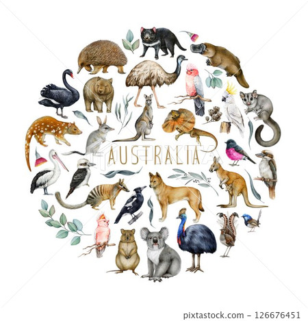 Australia animal and bird watercolor illustration set. Hand drawn kangaroo, koala, kookaburra, echidna, platypus, cassowary, wombat, bilby isolated. Australia native wildlife fauna painted collection Australia animal and bird watercolor illustration set. Hand drawn kangaroo, koala, kookaburra, echidna, platypus, cassowary, wombat, bilby isolated. Australia native wildlife fauna painted collection 126676451