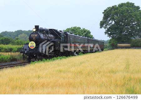 真岡鐵道「蒸汽機車真岡」沿著麥田行駛 真岡鐵道「蒸汽機車真岡」沿著麥田行駛 126676499