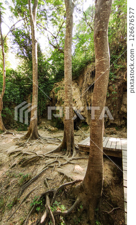 Big trees showing roots in krka national park, croatia 126676577