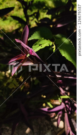 Purple heart plant growing in summer sunlight in croatia 126676587