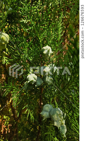 Green cones growing on vibrant leyland cypress tree in croatia Green cones growing on vibrant leyland cypress tree in croatia 126676593