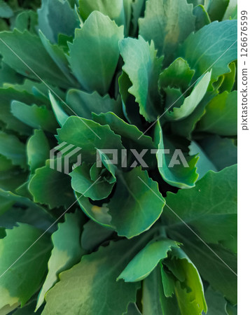 Green leaves forming a natural spiral pattern in prague letna park copy space, wallpaper 126676599