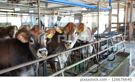 Dairy cows in the barn at Pastoral Village 126676640