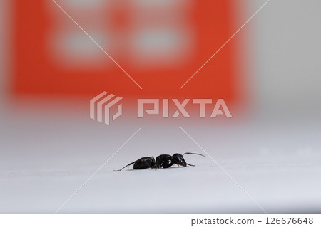 insect pest ant is trying to get into the house 126676648