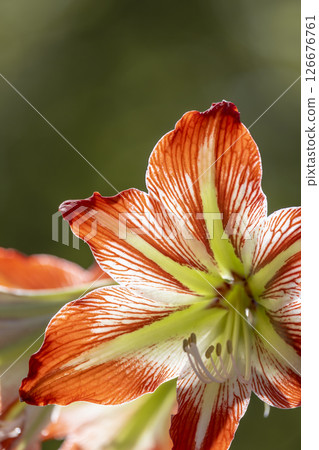 Close up of Vibrant Striped Amaryllis Flower Blooming 126676761