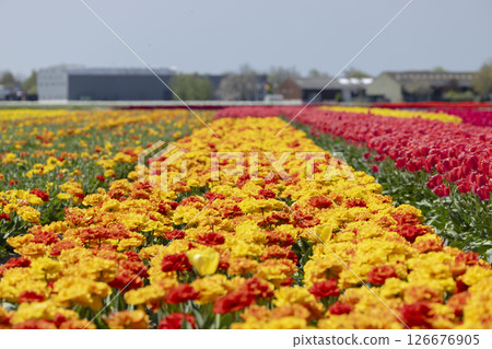 Colorful tulips blooming in long rows in a Dutch field in Voorhout, Netherlands 126676905