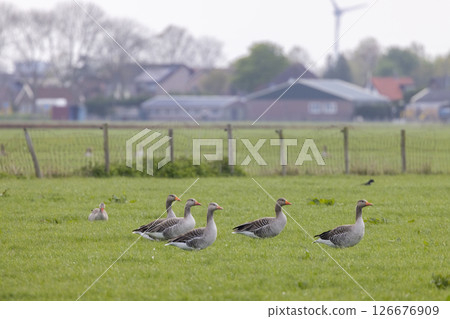 Greylag geese resting in green field in North Holland, Netherlands Greylag geese resting in green field in North Holland, Netherlands 126676909