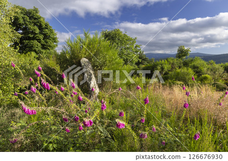 Foxgloves growing near an ancient standing stone in the scottish highlands 126676930