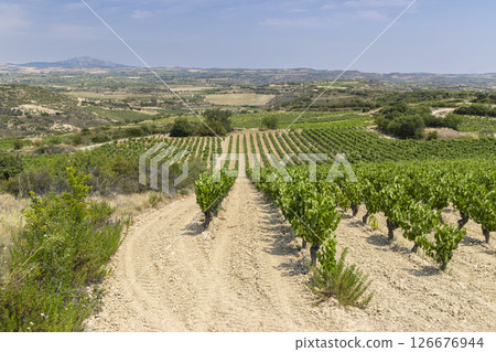 Typical vineyard near Laguardia, Rioja wine region, Rioja Alavesa, Basque Country, Spain 126676944