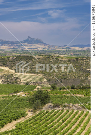 Typical vineyard near Laguardia, Rioja wine region, Rioja Alavesa, Basque Country, Spain 126676945