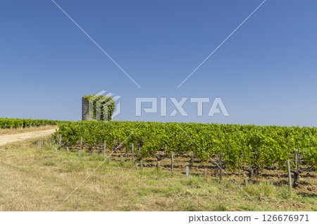 Typical vineyards near Saint-Emilion, Bordeaux, Aquitaine, France 126676971