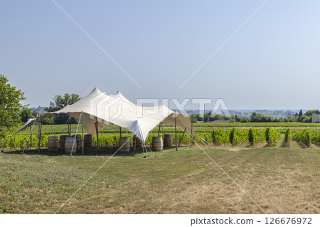 Typical vineyards near Saint-Emilion, Bordeaux, Aquitaine, France 126676972
