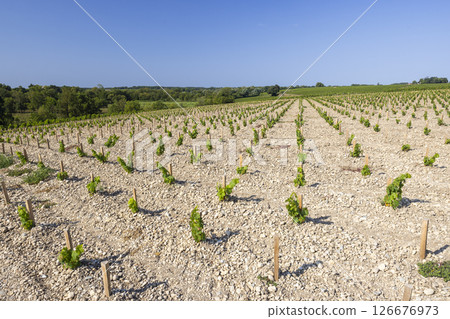 Vineyards with Chateau Cos d'Estournel, Bordeaux, Aquitaine, France 126676973