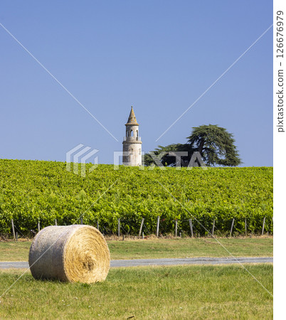 Typical vineyards near Chateau la Tour de By, Bordeaux, Aquitaine, France 126676979