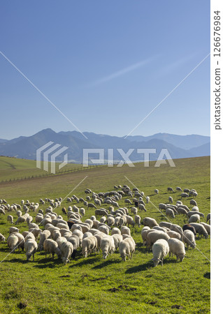 Sheep herd in Western Tatras (Rohace) with mountains Low Tatras (Nizske tatry) in background, Slovakia Sheep herd in Western Tatras (Rohace) with mountains Low Tatras (Nizske tatry) in background, Slovakia 126676984