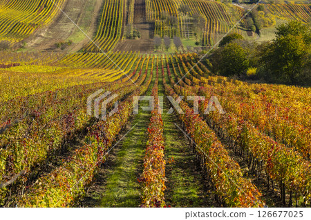 Autumn vineyard near Cejkovice, Southern Moravia, Czech Republic 126677025