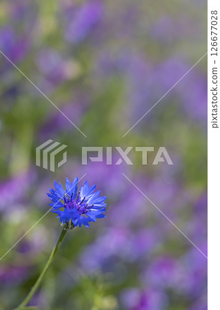 Blue cornflower blooming in White Carpathians, Southern Moravia, Czech Republic 126677028