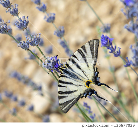 Fennel Swallowtail on lavender, Provence, France 126677029