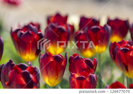 Red and yellow tulips blooming in springtime garden Red and yellow tulips blooming in springtime garden 126677070