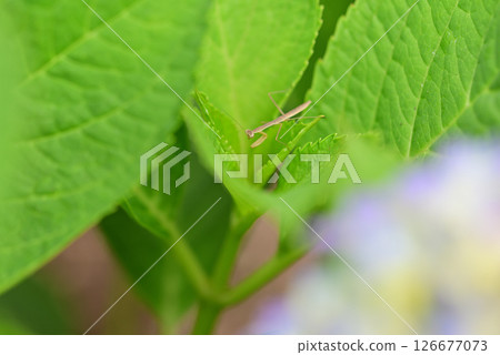 五月份，花園裡的一株繡球花上出現了一隻螳螂幼蟲。 126677073