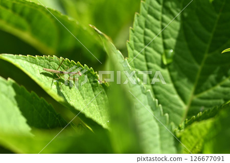 五月份,花園裡的一株繡球花上出現了一隻螳螂幼蟲。 五月份,花園裡的一株繡球花上出現了一隻螳螂幼蟲。 126677091