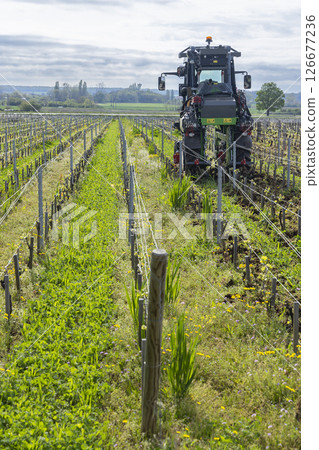 Tractor working in vineyard using inter row cultivator for sustainable agriculture in Burgundy, France 126677236