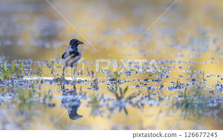 Grey crow in Gemenc, unique forest between Szekszard and Baja, Dunaj-Drava National Park, Hungary 126677245
