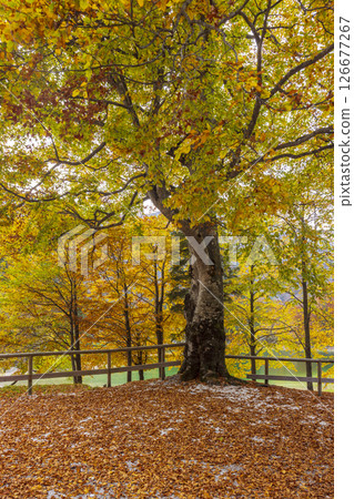 Majestic beech tree standing in a colorful autumn forest 126677267