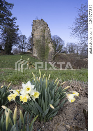 Daffodils blooming in front of Chateau Chalon Castle ruins in Jura, France 126677283