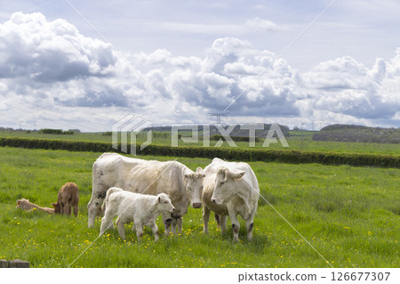 Charolais cattle grazing in green field under cloudy sky 126677307