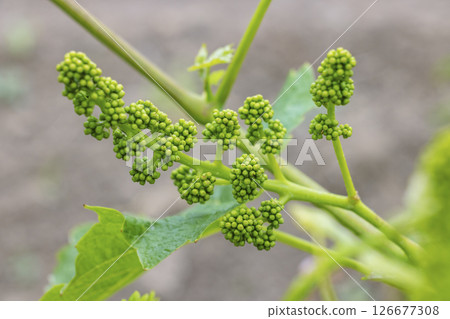 Young green inflorescences of grapes growing on branches in vineyard 126677308