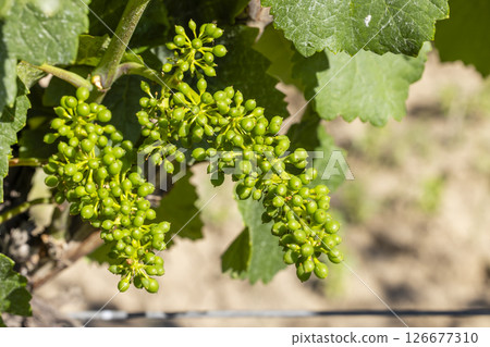 Young green grapes growing on the vine in a vineyard Young green grapes growing on the vine in a vineyard 126677310