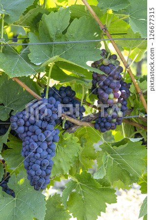 Ripe red grapes hanging from vine in vineyard 126677315