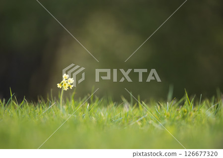 Small yellow flower growing in green grass field 126677320