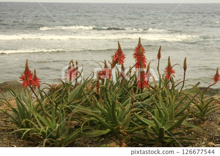 海灘上的蘆薈花 海灘上的蘆薈花 126677544