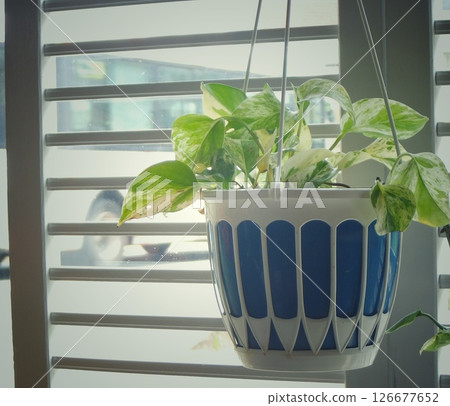 Houseplants hanging on a windowsill Houseplants hanging on a windowsill 126677652
