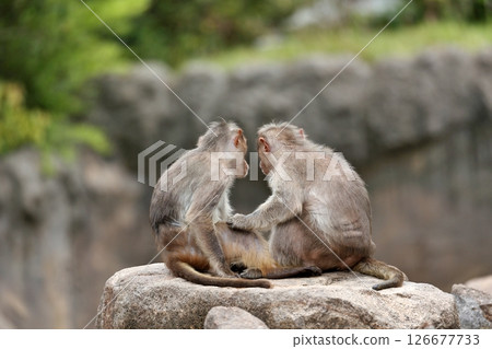 Two bonnet macaques facing backwards 126677733