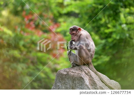 坐在岩石上吃食物的帽猴 坐在岩石上吃食物的帽猴 126677734