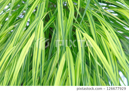Green leaves 126677929
