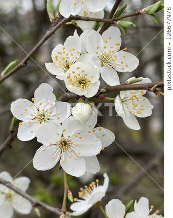 White wood anemone Flowers in Bloom Amid Green Foliage in Springtime White wood anemone Flowers in Bloom Amid Green Foliage in Springtime 126677978