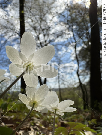White wood anemone Flowers in Bloom in forest White wood anemone Flowers in Bloom in forest 126677979