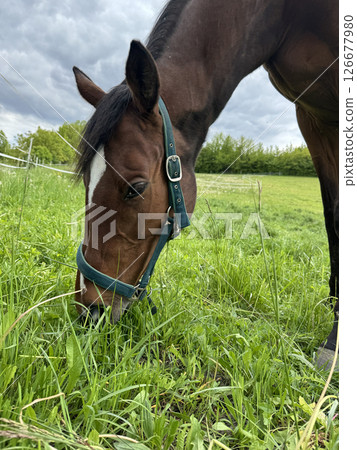 Closeup of Chestnut saddle horse on a pasture Closeup of Chestnut saddle horse on a pasture 126677980