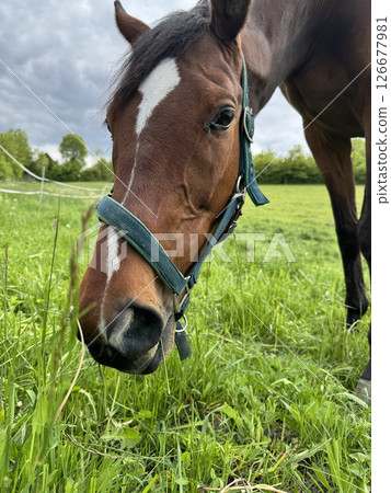 Closeup of Chestnut saddle horse on a pasture Closeup of Chestnut saddle horse on a pasture 126677981