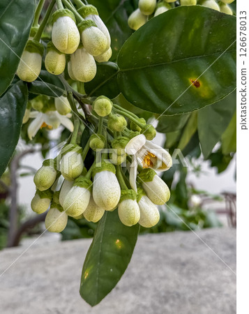 Cluster of ripening fig fruits among green leaves in a bright Mediterranean garden setting in Cyprus. 126678013
