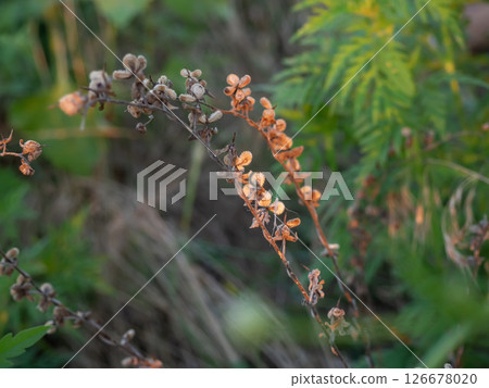 Colorful wildflower stems with dried and blooming blossoms captured in a lush green environment during late afternoon sunlight 126678020