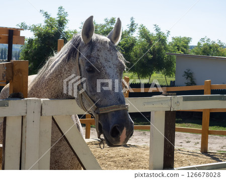 Gray horse standing at a wooden fence in a sunny rural setting during daytime filled with greenery and clear skies 126678028