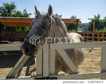 A horse is happily engaging with people at a bright and sunny farm. The scene unfolds during the day close to a charming wooden enclosure 126678032